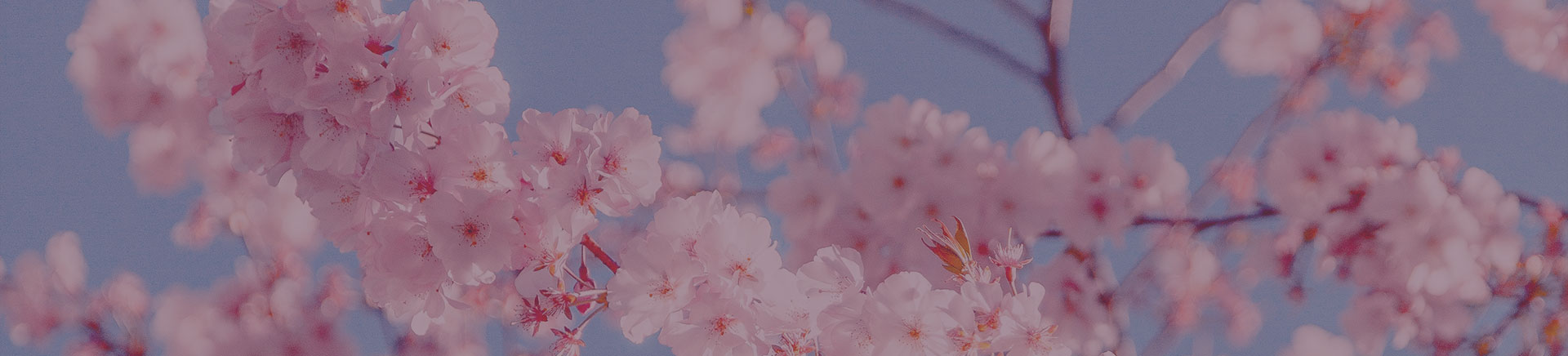 close up shot of cheery blossom tree