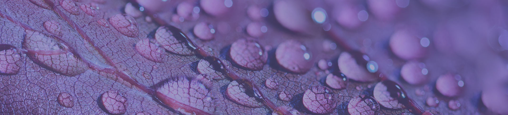 close up of water droplets on a leaf with a purple color overlay